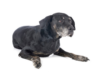 mixed-breed labrador retriever