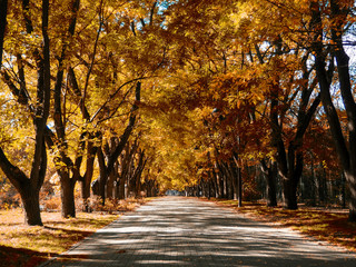 Autumn background - yellow marple leaves on black asphalt road with copy space for text. Fall background. Texture. Square composition.