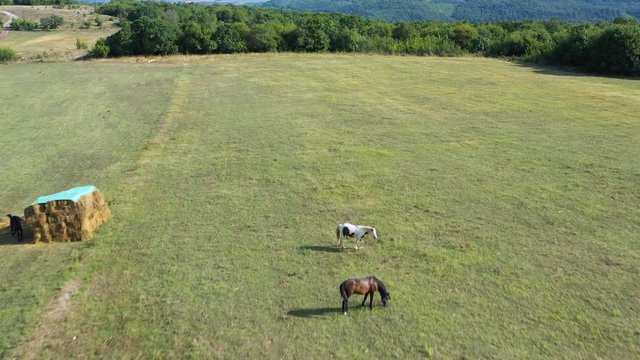 Aerial moving forward of horses grazing grass on a field with haystack