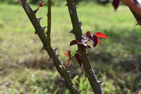 Nuevas hojas brotando en un rosal del jard&iacute;n durante el verano.