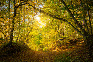 Beautiful alley in the autumnal forest, Poland