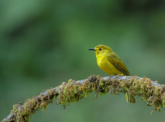 Yeloow Browed Bulbul seen at Ganeshgudi,Dandeli,Karnataka,India