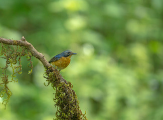 Indian Blue Robin seen at Ganeshgudi,Dandeli,Karnataka,India