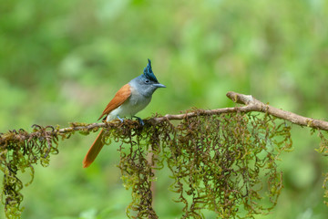 Asian Paradise Flycatcher Female seen at Ganeshgudi,Dandeli,Karnataka,India
