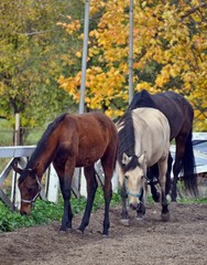 Three horses on an autumn day