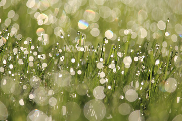 Dew covered grass sparkling in the early morning sunlight. Selective focus, bokeh effect.