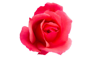 rose isolated