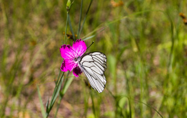 Fototapeta premium butterfly
