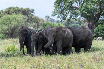 Fototapeta premium Elephants with baby