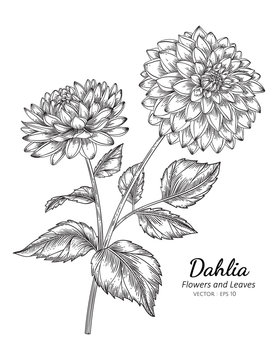Dahlia flower drawing illustration with line art on white backgrounds.