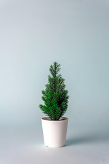 Minimalistic Christmas tree (spruce tree) on a blue background. New Year concept. Flat lay, copy space