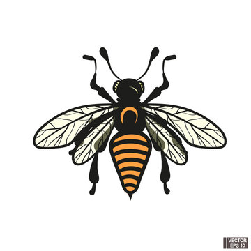 Image of a bee on a white background.