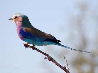 Lilac breasted roller perched on a branch