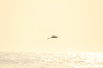 single white crane bird standing or searching or fishing on the beach in the morning at Chennai besant nagar Elliot's beach
