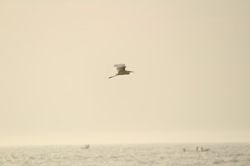 Fototapeta na wymiar single white crane bird standing or searching or fishing on the beach in the morning at Chennai besant nagar Elliot's beach