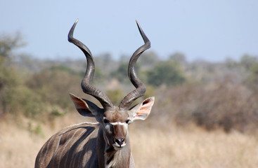 Kudu Bull with large horns 