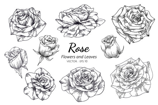 Set of rose flower and leaf drawing illustration on white backgrounds.