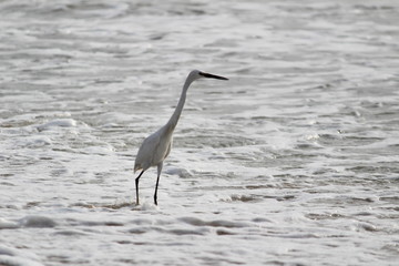 single white crane bird standing or searching or fishing on the beach in the morning at Chennai besant nagar Elliot's beach