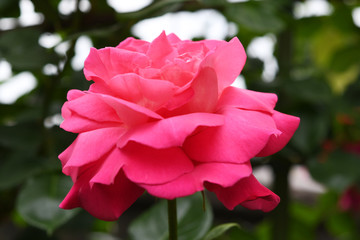 ピンク色のバラの花