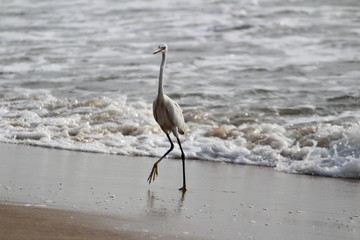 single white crane bird standing or searching or fishing on the beach in the morning at Chennai besant nagar Elliot's beach