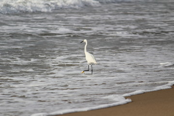 single white crane bird standing or searching or fishing on the beach in the morning at Chennai besant nagar Elliot's beach