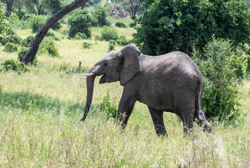 Naklejka premium Elephants with baby