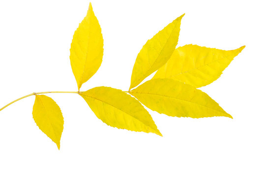 autumn leaves isolated
