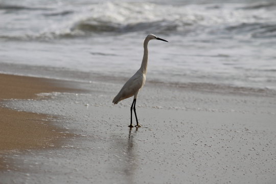 single white crane bird standing or searching or fishing on the beach in the morning at Chennai besant nagar Elliot's beach