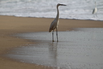 single white crane bird standing or searching or fishing on the beach in the morning at Chennai besant nagar Elliot's beach