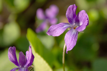 wild violet