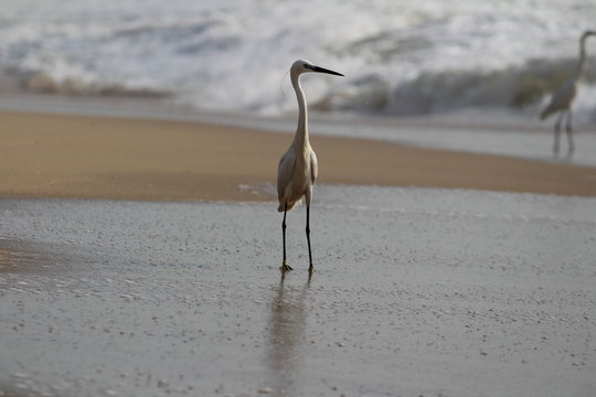single white crane bird standing or searching or fishing on the beach in the morning at Chennai besant nagar Elliot's beach