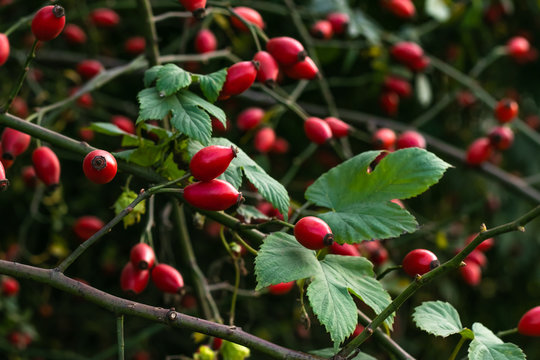 Rosa canina fruit. Rosehip bush in October. The rose hip in autumn. Berries on a bush.
