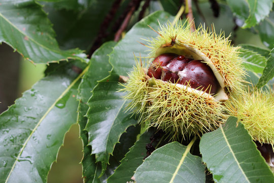 Chestnuts on the chestnut tree in the forest.