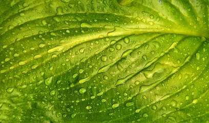 drops of water on a green leaf
