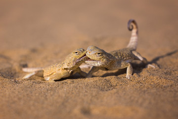  The battle of two lizards