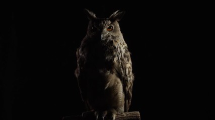 Studio footage of a big adult owl with long ears and big eyes