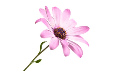  Osteosperumum Flower Daisy Isolated © ksena32