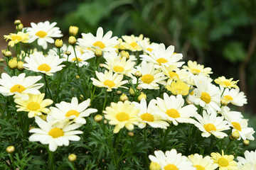 Fototapeta premium 黄色の花