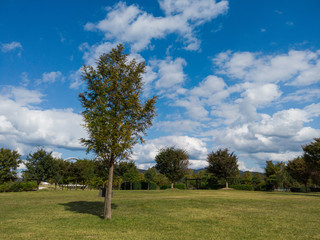 Field trees and blue sky.