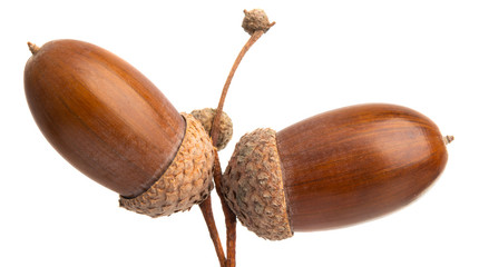acorns isolated