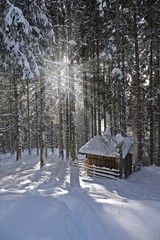 in the snow covered forest a feeding of wild game