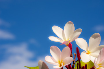 frangipani flower on blue sky background