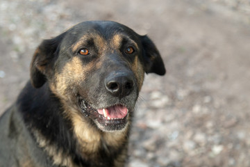 Happy shepard dog looking at the camera with the mouth open. Animal portrain in natural surrounding with copy space and soft focus on eyes.