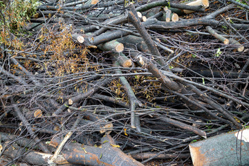 Trees cut off for building construction