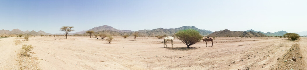 Panorama view of desert landscape view with camels. selective focus