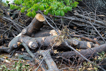 Trees cut off for building construction