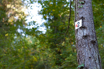 Número dos (2) en un árbol