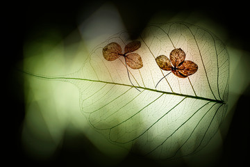 dry flowers close up in the detail on a dark background