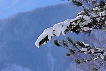 snow covered swiss stone pine in the snow capped mountain
