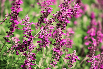 Purple flowers in the meadow, summertime outdoor background